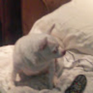 Meet your Posher, Gregg